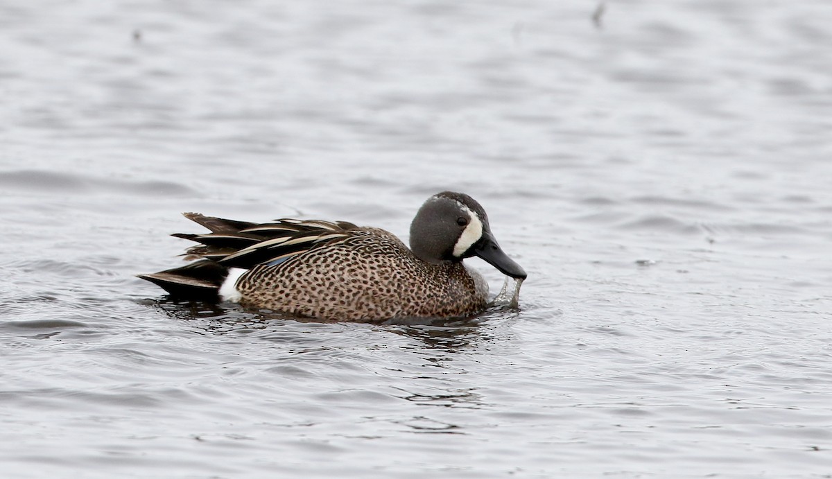 Blue-winged Teal - ML313349291