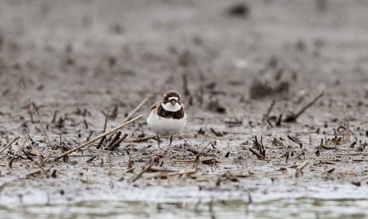 Semipalmated Plover - ML313350861