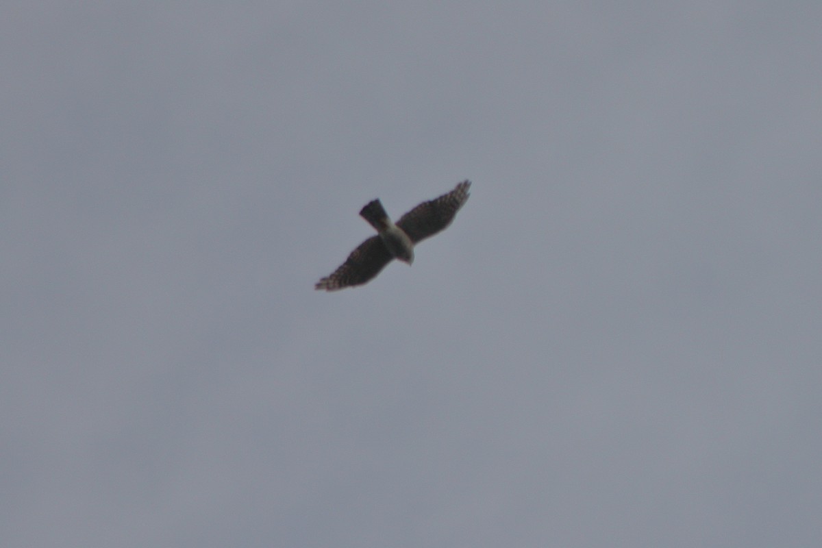 Eurasian Sparrowhawk - ML313350911