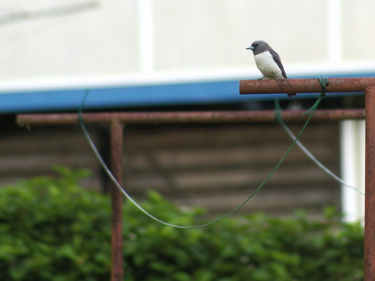 White-breasted Woodswallow - Sara Fisher