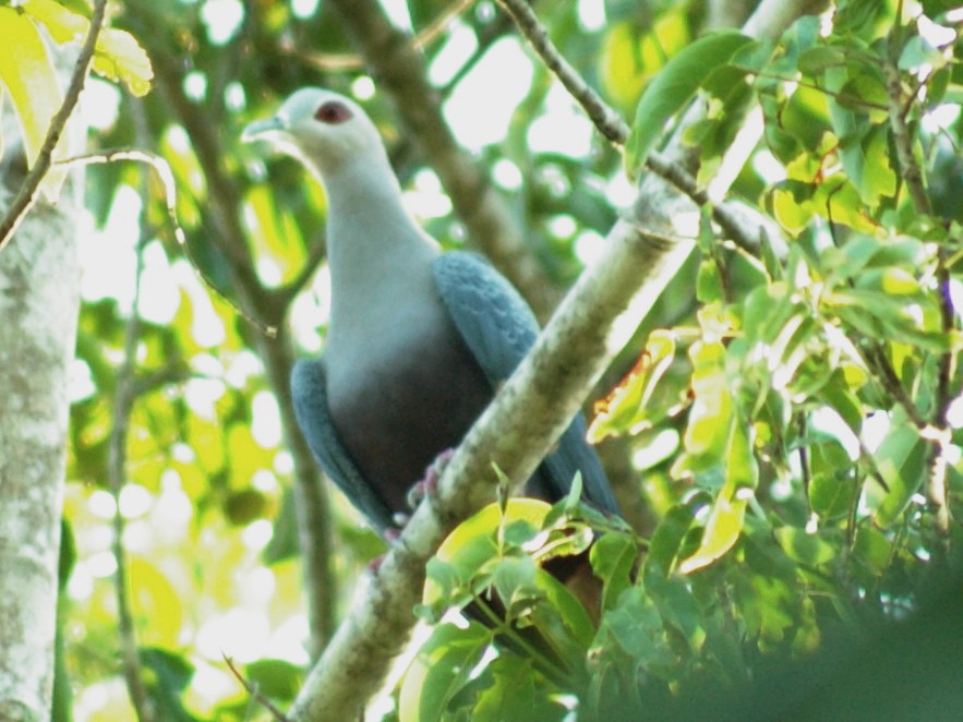 Pinon's Imperial-Pigeon - ML313357591