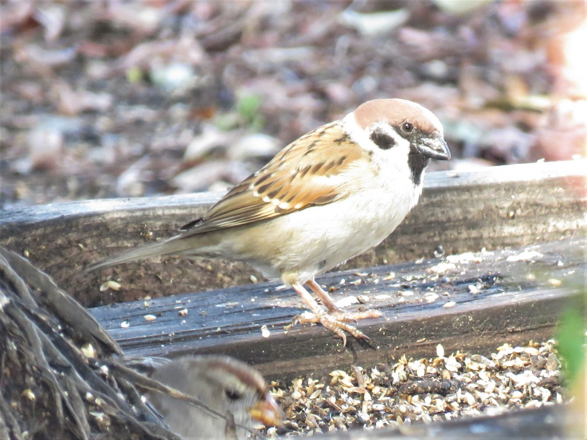 Eurasian Tree Sparrow - ML313358811