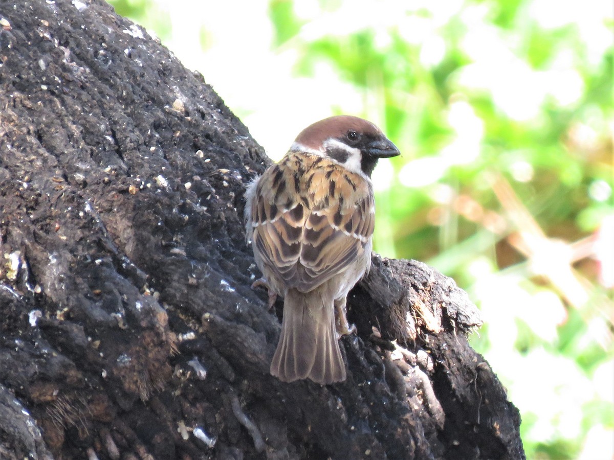 Eurasian Tree Sparrow - ML313358851