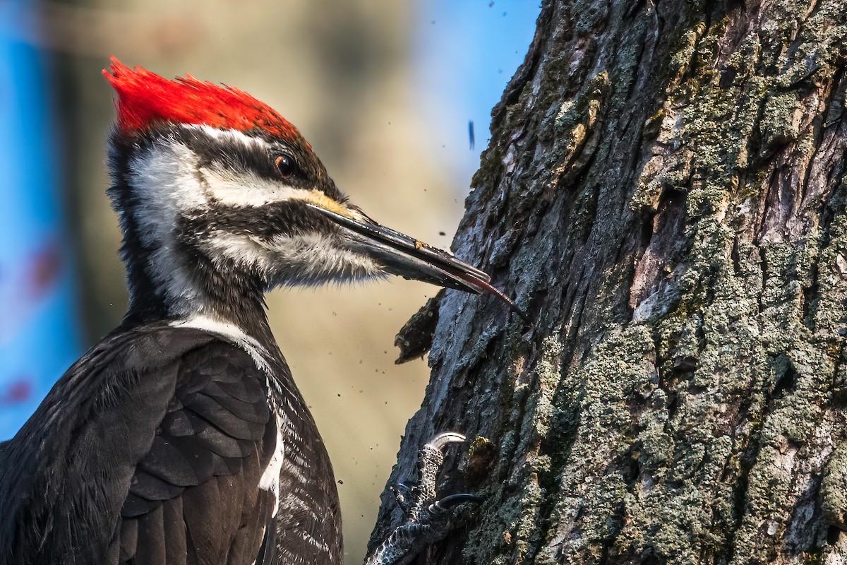 Pileated Woodpecker - Matt Saunders