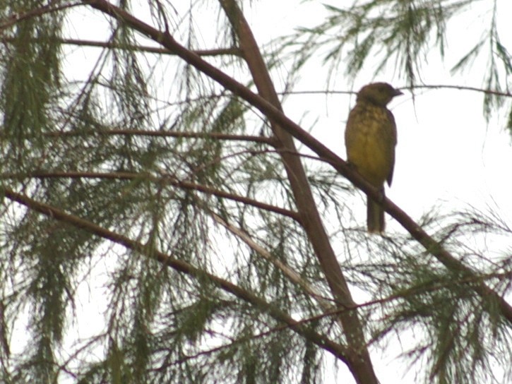 Yellow-breasted Bowerbird - Sara Fisher