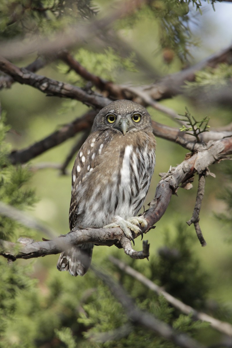 Northern Pygmy-Owl - Robert Qually