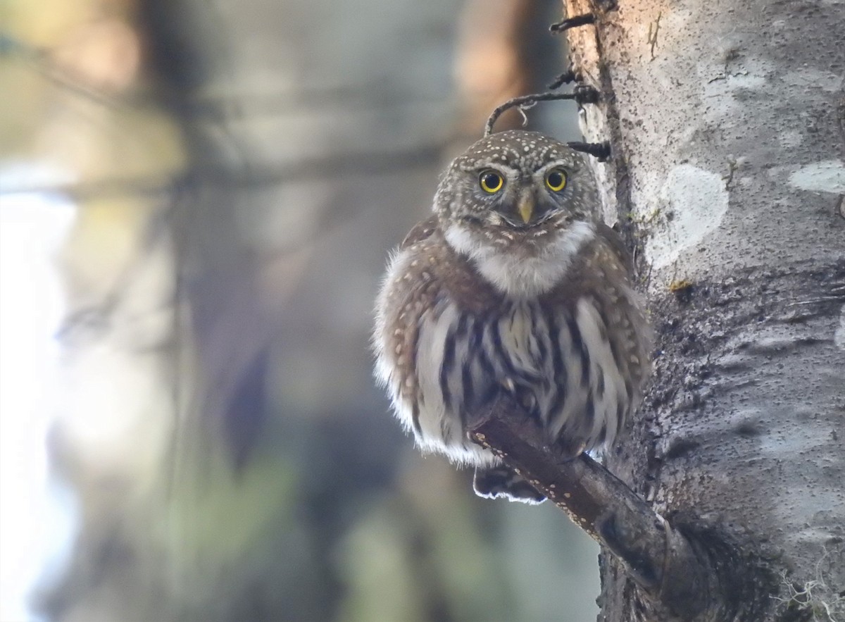 Northern Pygmy-Owl - ML313371181