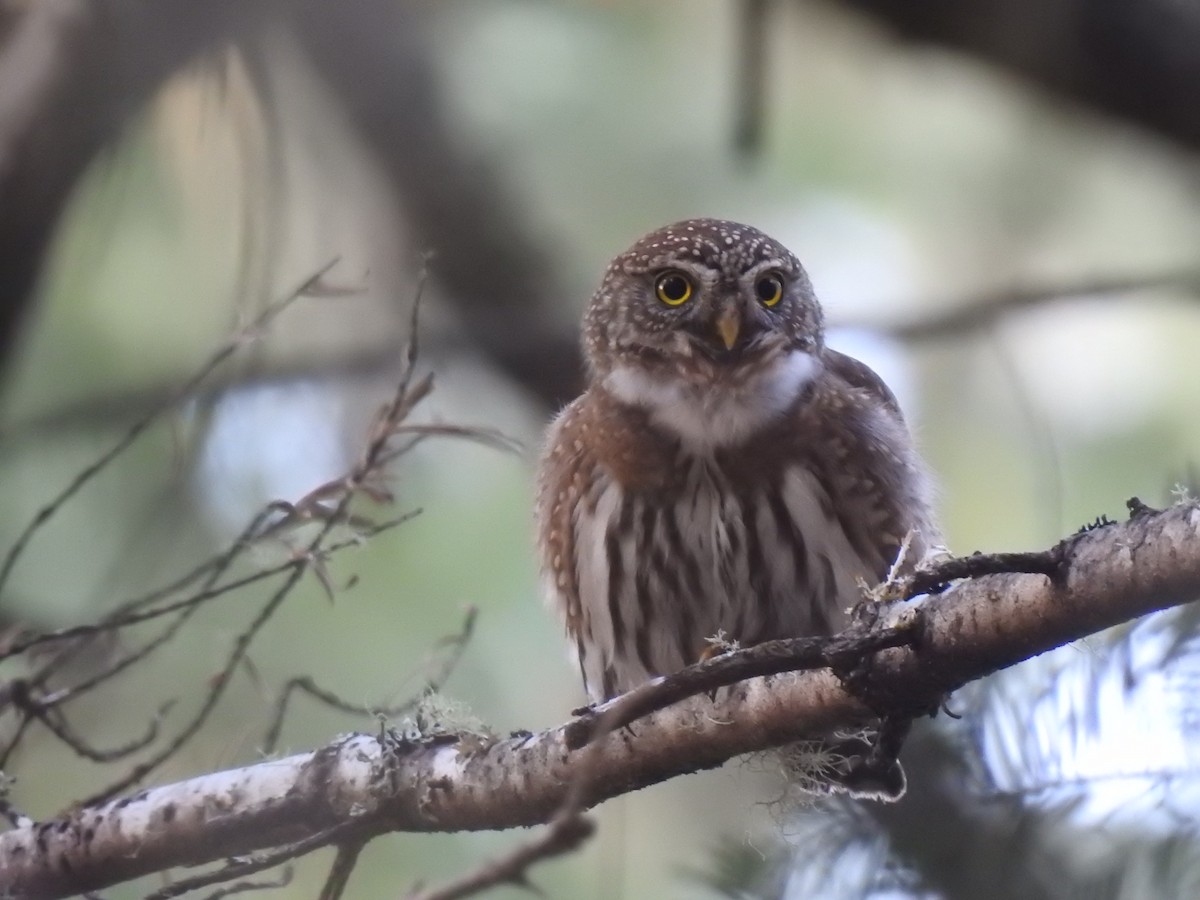 Northern Pygmy-Owl - ML313371291