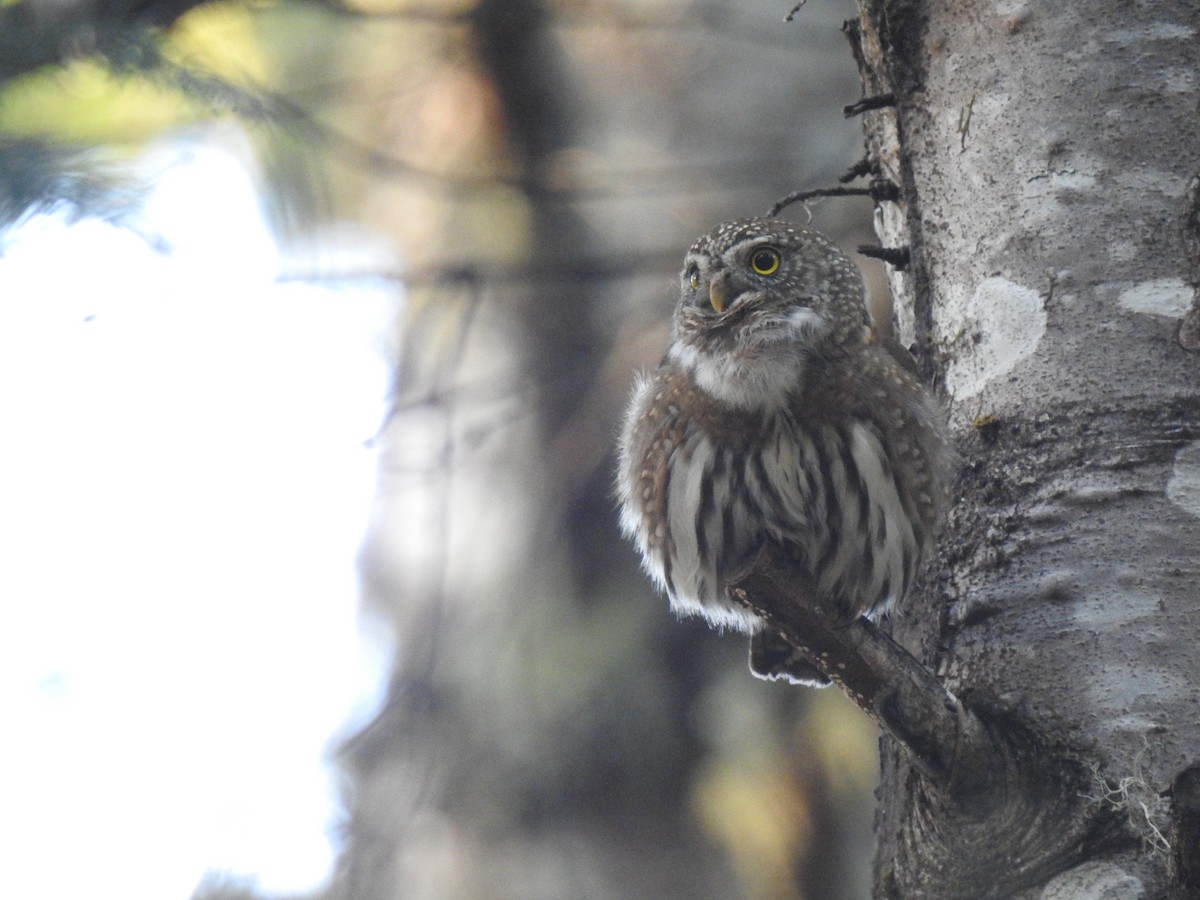 Northern Pygmy-Owl - ML313371361
