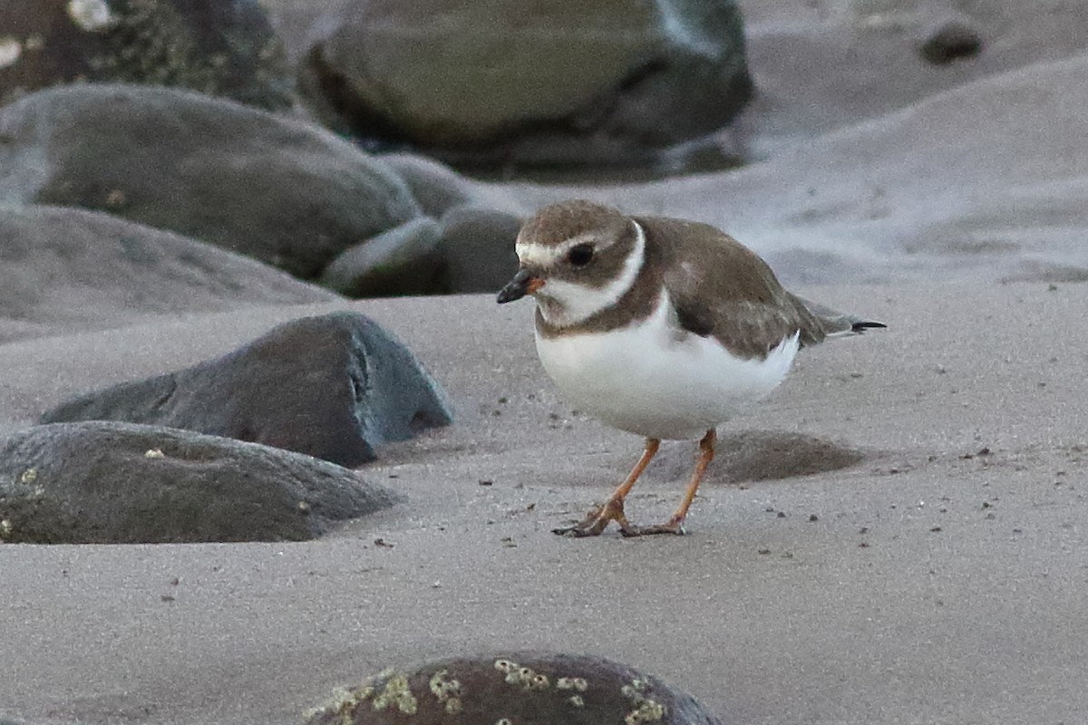 Semipalmated Plover - ML313375151