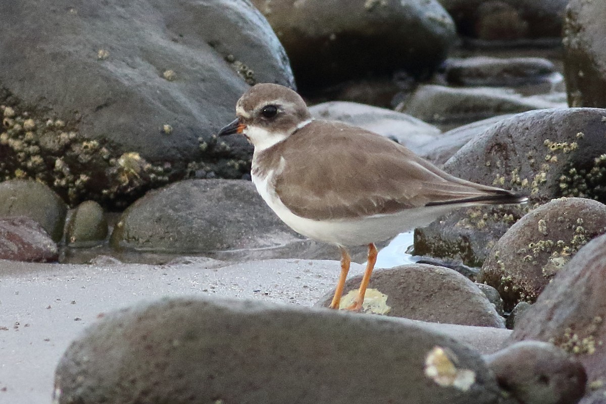 Semipalmated Plover - ML313375171