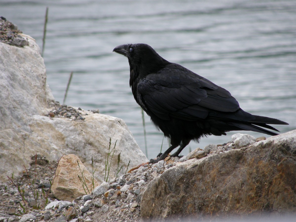 Common Raven - Larry Bausher