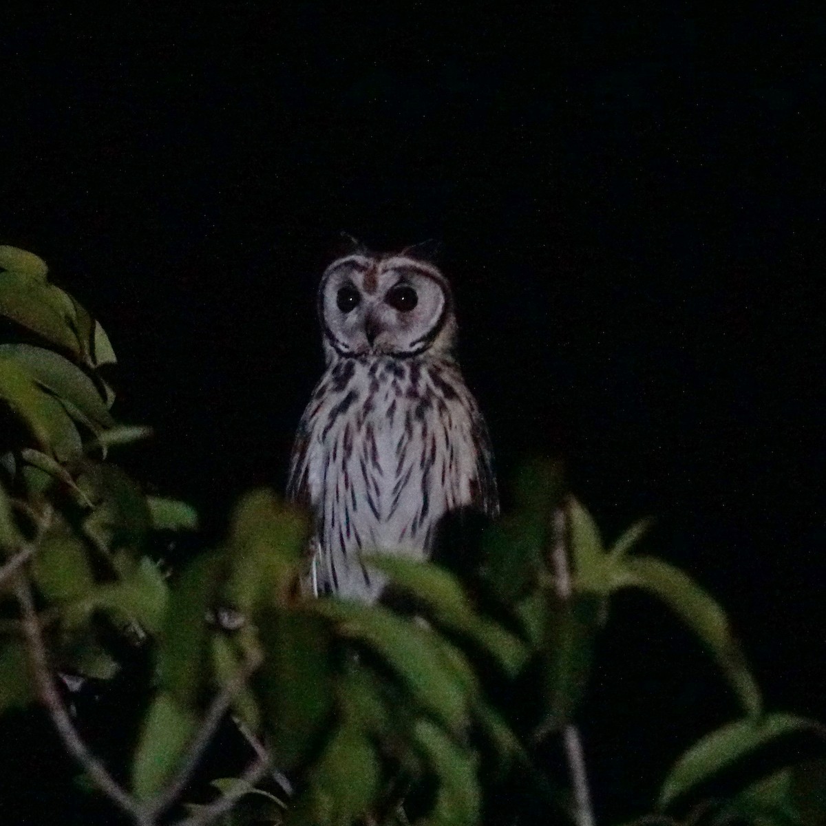 Striped Owl - ML313387981