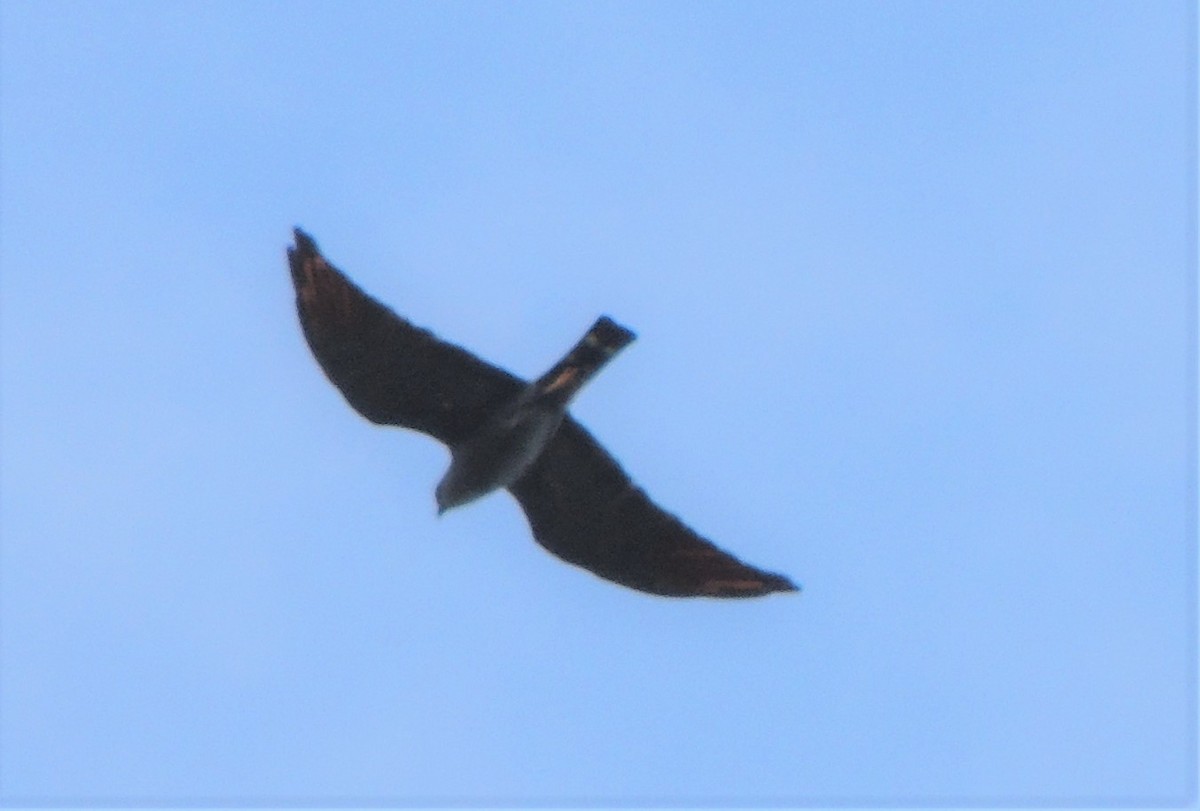 Plumbeous Kite - ML313389861