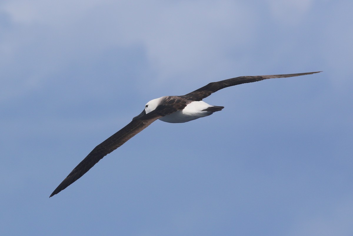 Atlantic/Indian Yellow-nosed Albatross - ML313396031