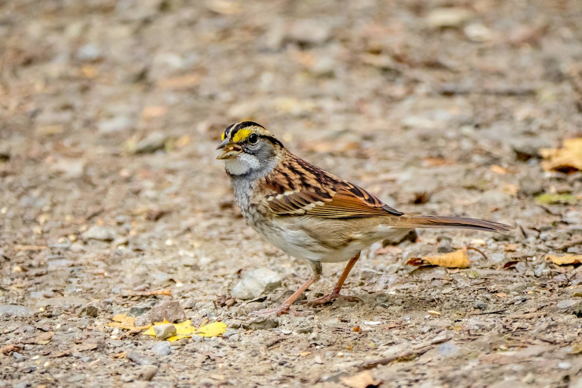 White-throated Sparrow - ML313410401