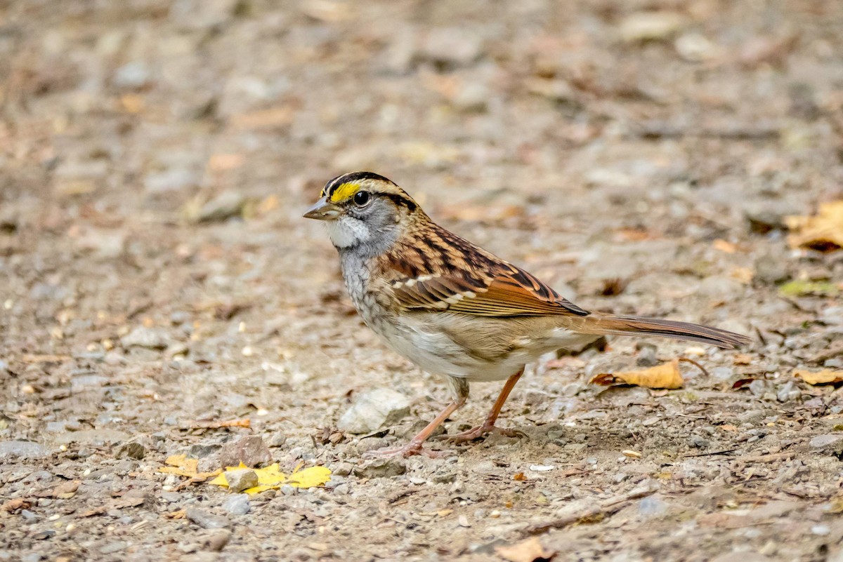 White-throated Sparrow - ML313410411
