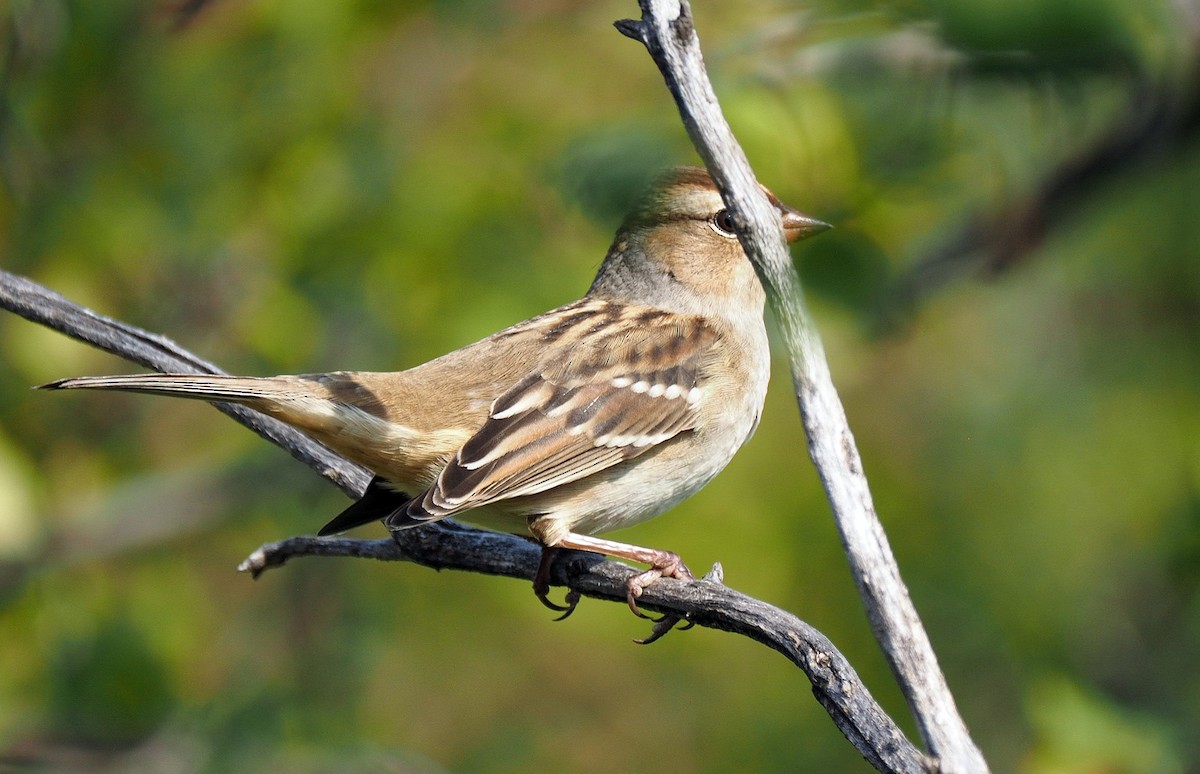 White-crowned Sparrow - Matt M.