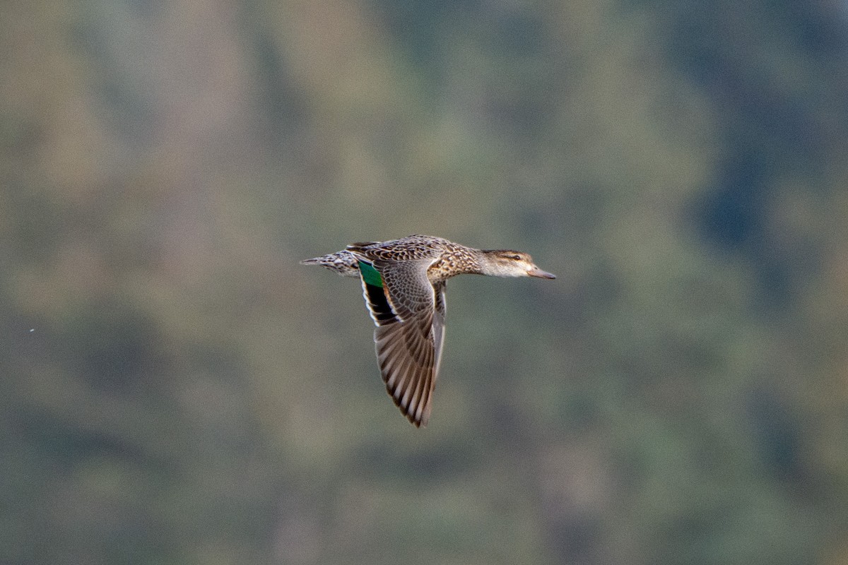 Green-winged Teal - ML313412341