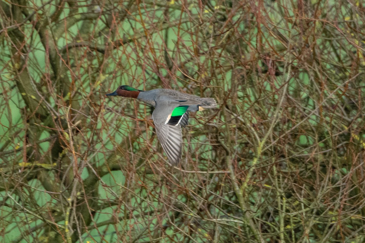 Green-winged Teal - ML313412351