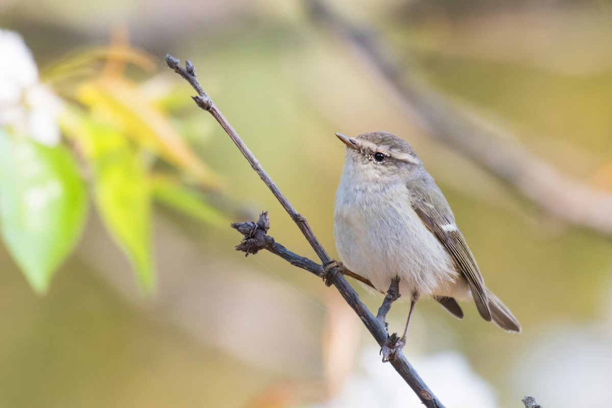 Hume's Warbler - ML313412511
