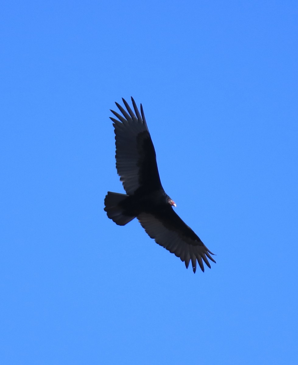 Turkey Vulture - Jeff Clark