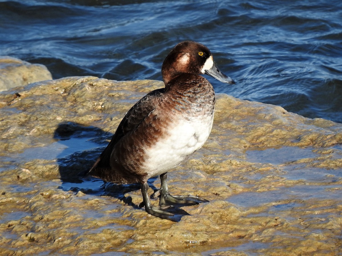 Greater Scaup - ML313416381