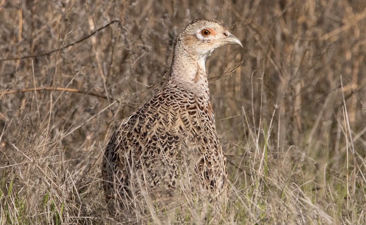 Ring-necked Pheasant - ML313424961