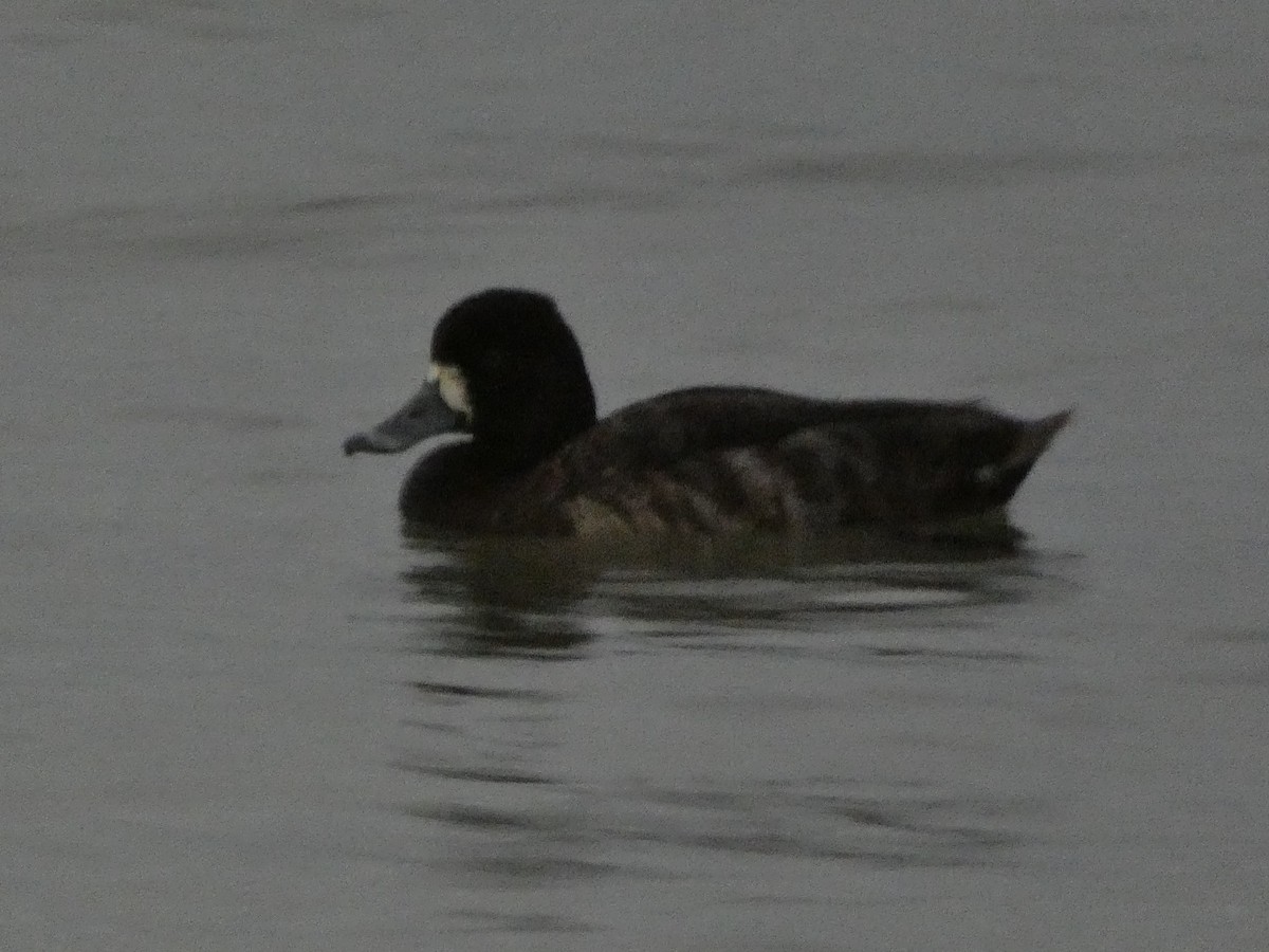 Greater Scaup - ML313426211