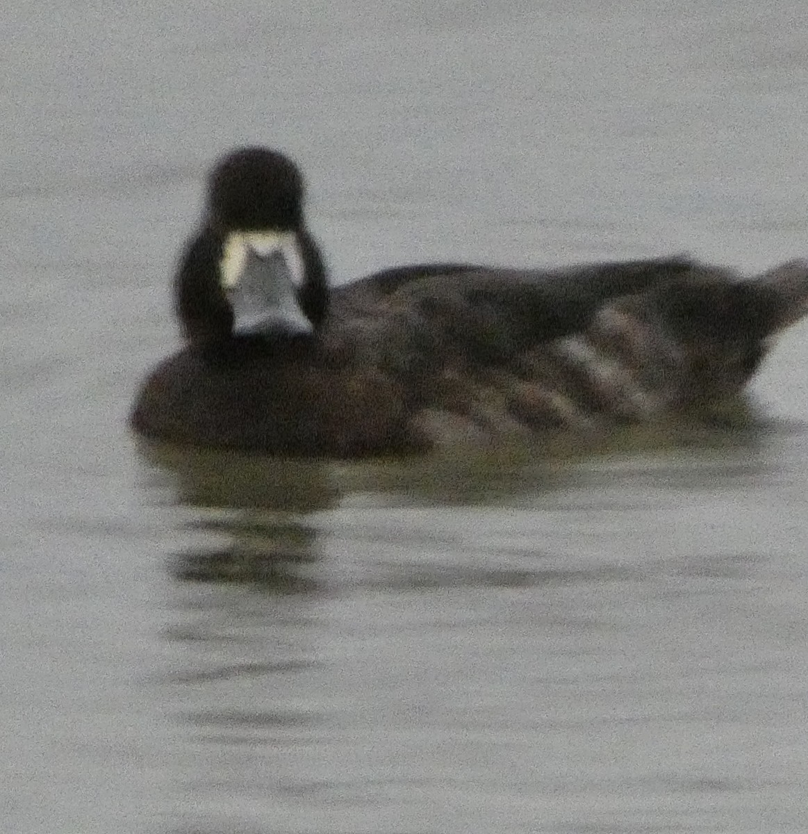 Greater Scaup - ML313426241
