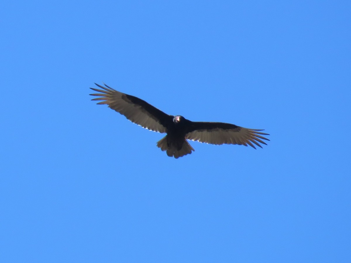Turkey Vulture - ML313427541