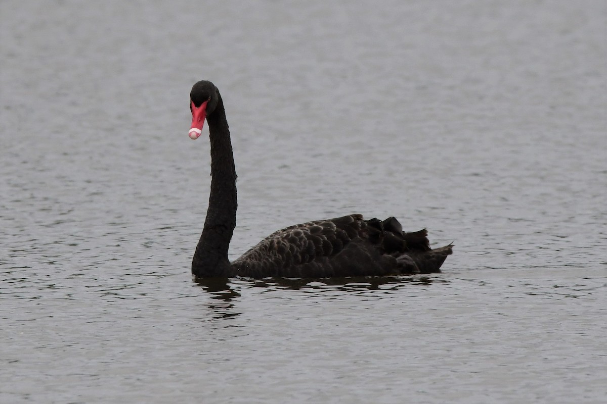 Black Swan - ML313429201