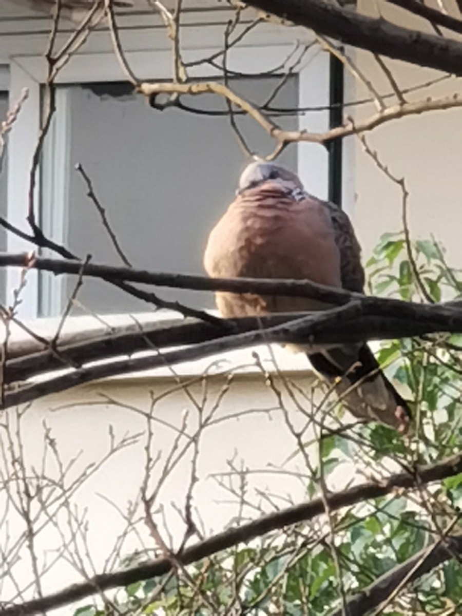 Spotted Dove - ML313434041