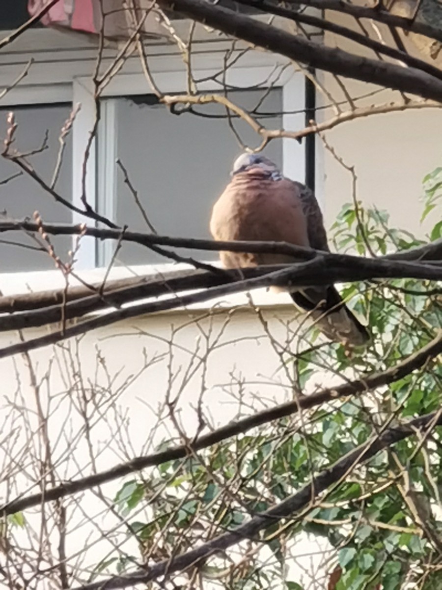 Spotted Dove - ML313434061