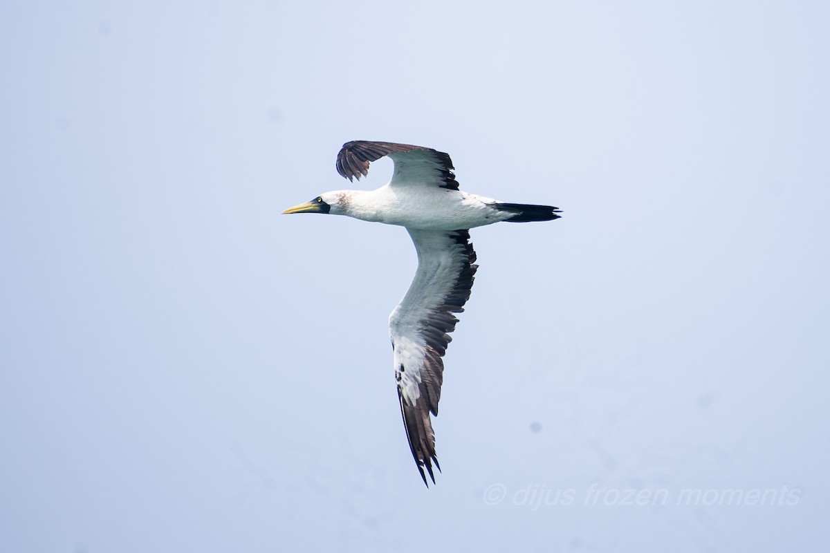 Masked Booby - ML313436571