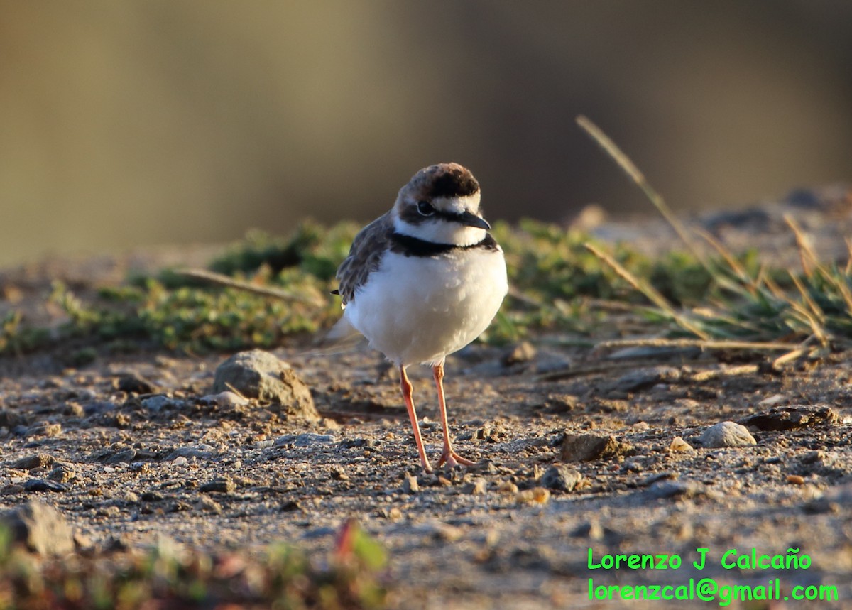 Collared Plover - ML313439181