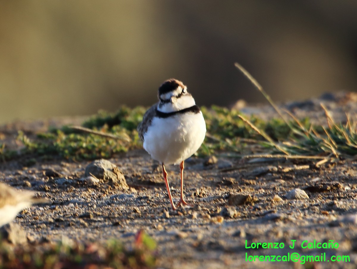 Collared Plover - ML313439191