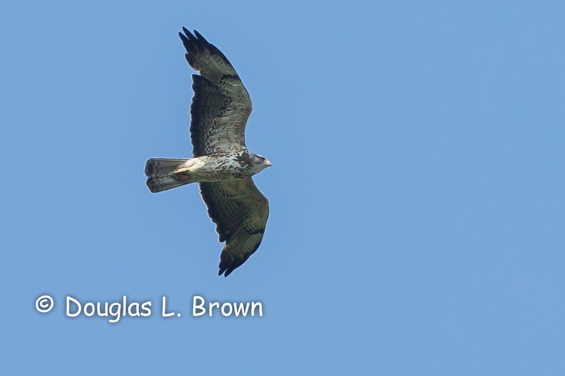 Swainson's Hawk - Douglas Brown