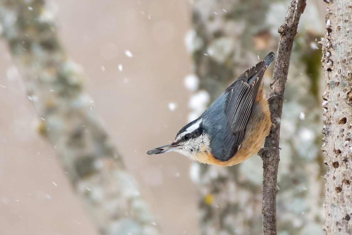 Red-breasted Nuthatch - Matthew Bode