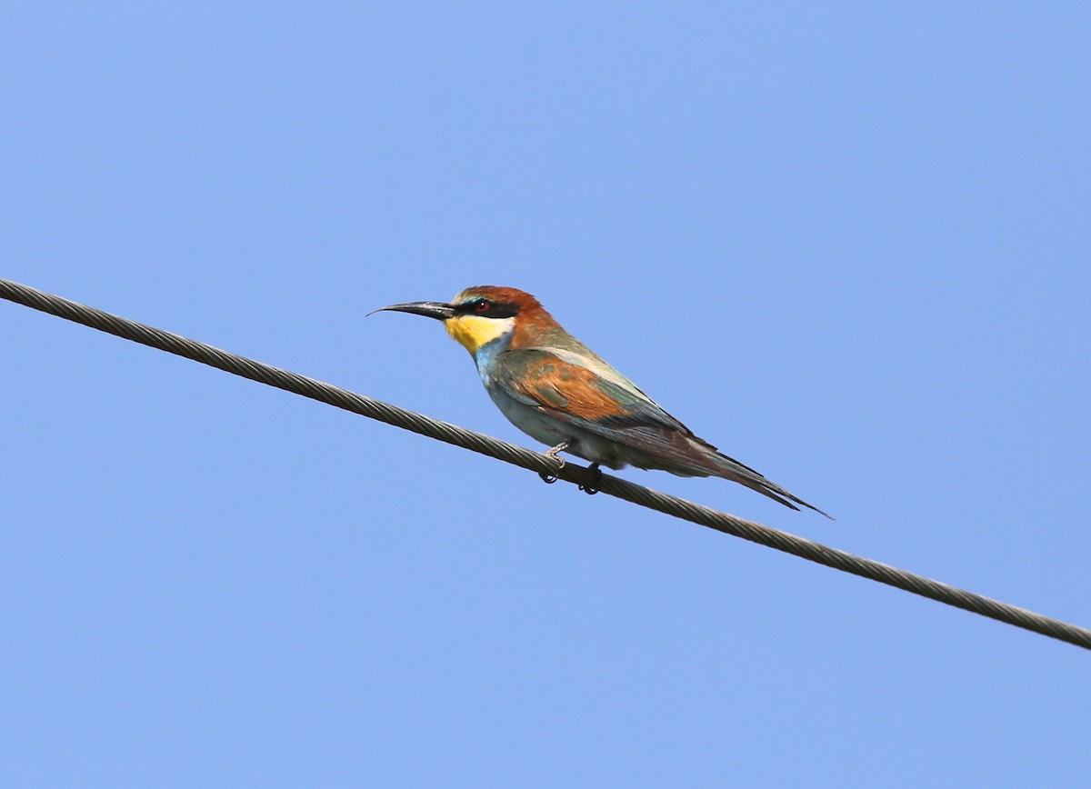 European Bee-eater - Fikret Ataşalan