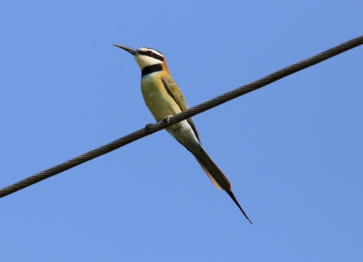 White-throated Bee-eater - ML313443311