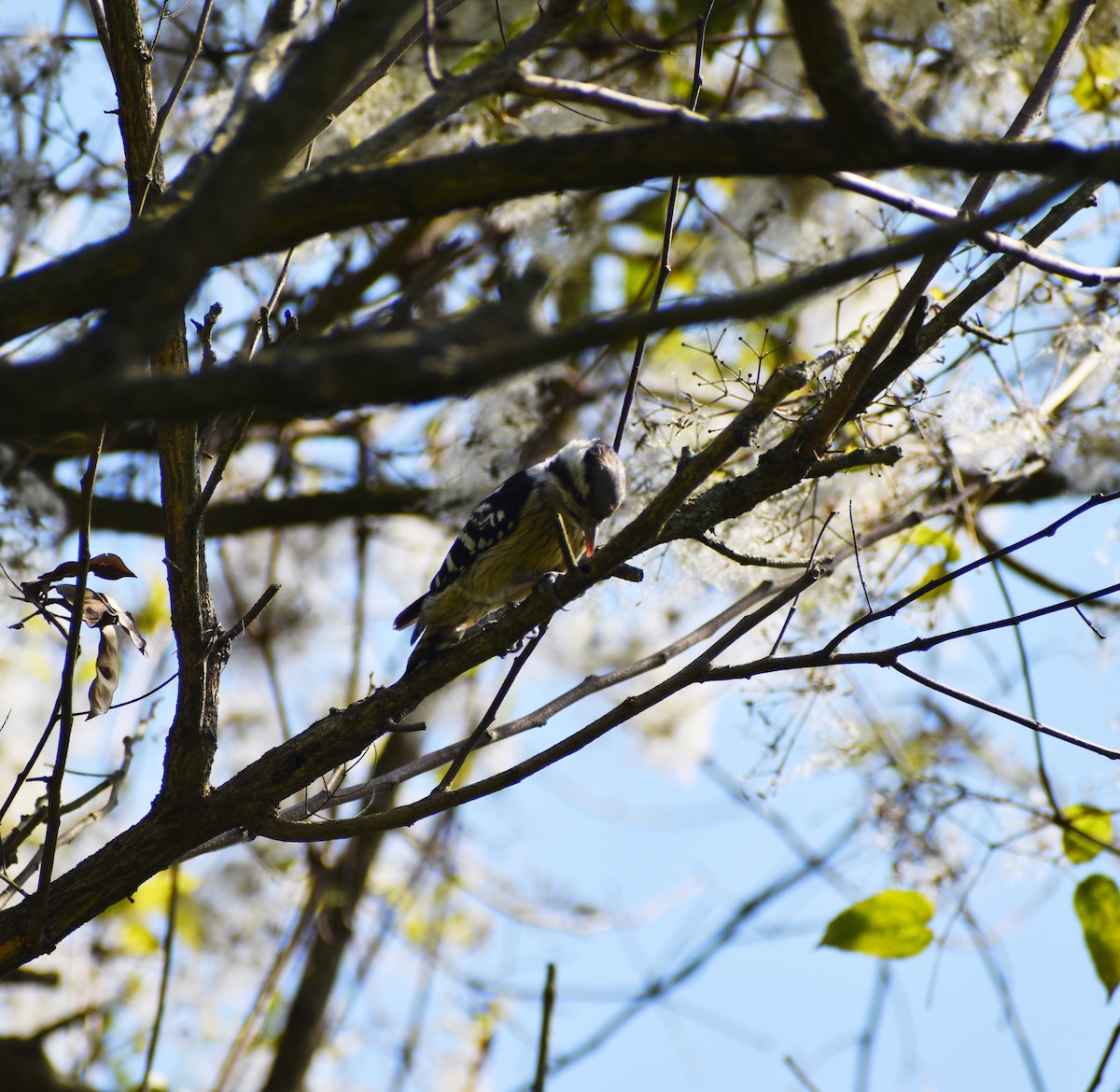 Gray-capped Pygmy Woodpecker - ML313448331