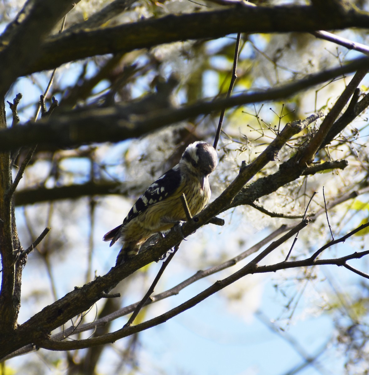Gray-capped Pygmy Woodpecker - ML313448341