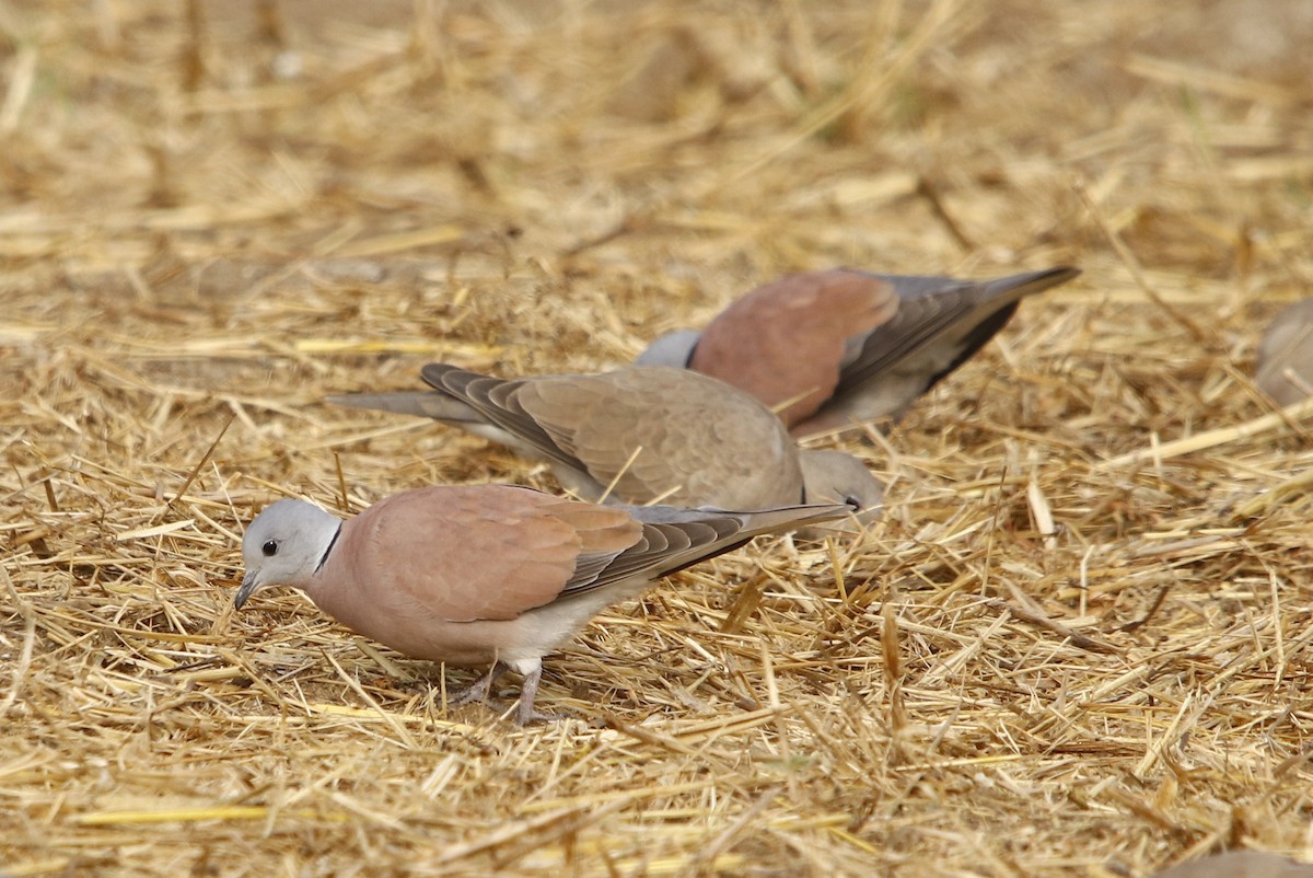 Red Collared-Dove - ML313450301
