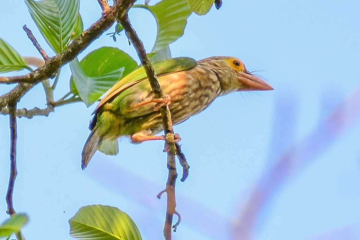 Lineated Barbet - ML313450331