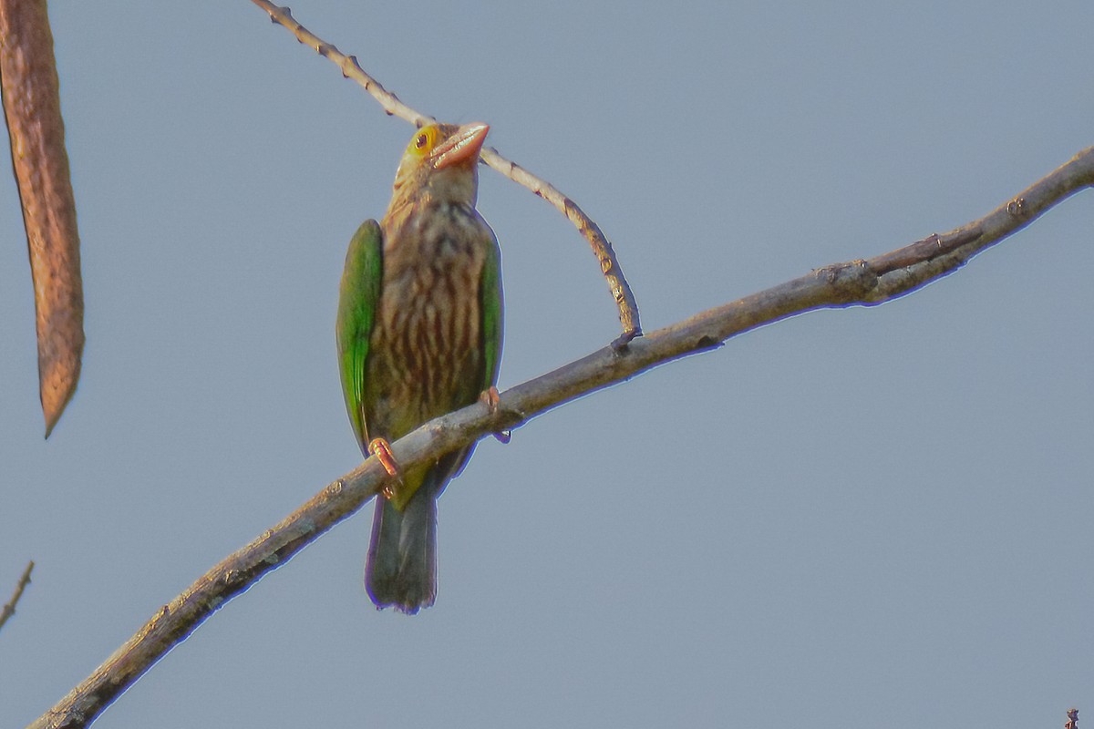 Lineated Barbet - ML313450341
