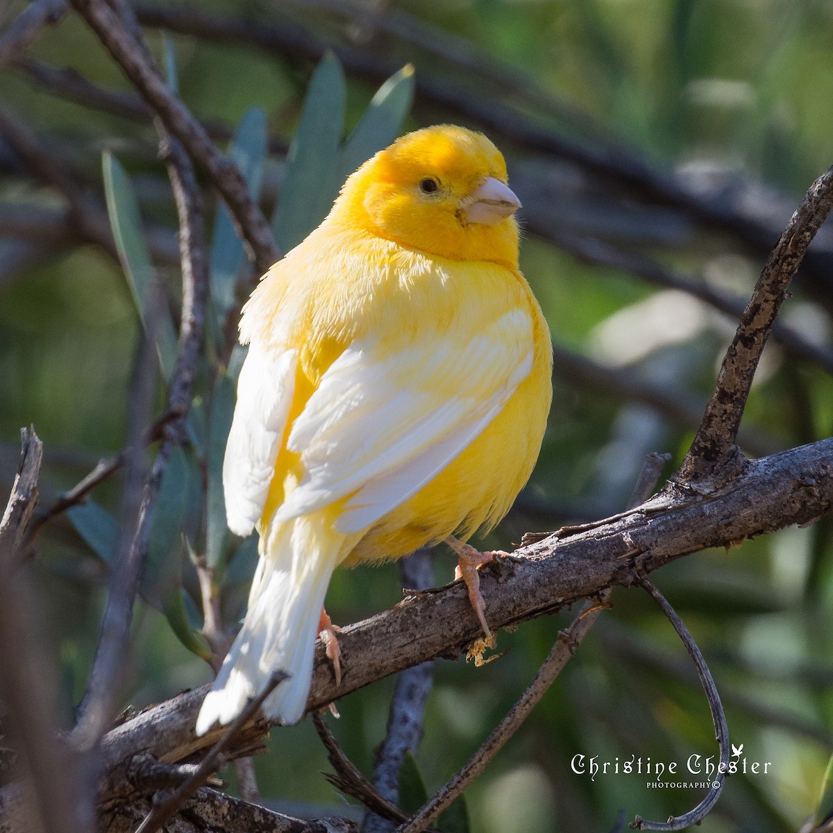 Island Canary (Domestic type) - Christine  Chester