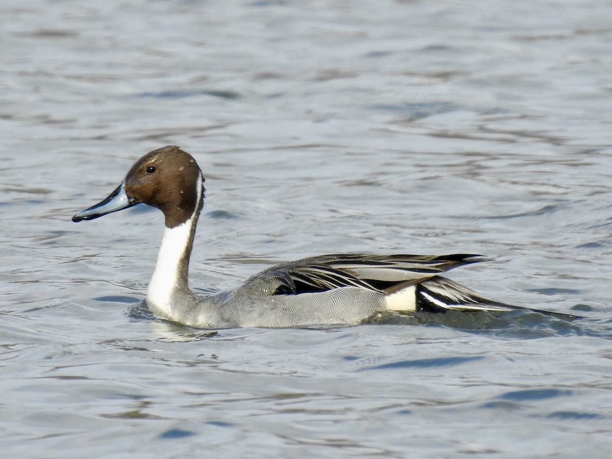 Northern Pintail - Laurie  Keefe