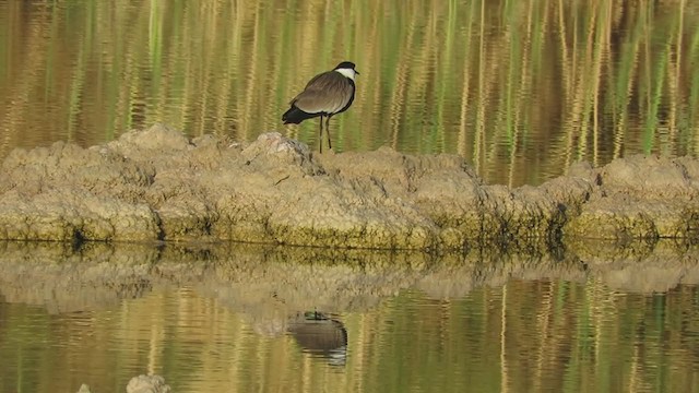 Spur-winged Lapwing - ML313454331