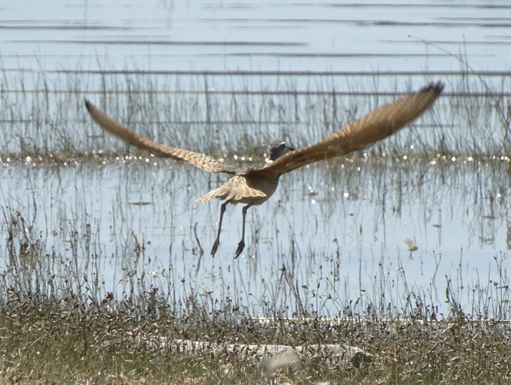 Long-billed Curlew - ML31345531